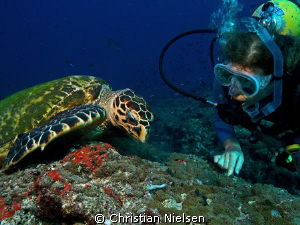 My wife have a close look on a nice Hawksbill Turtle. Pho... by Christian Nielsen 